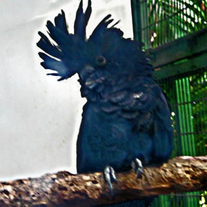 Blue Parrot