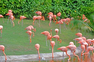 Flamingo Island-6