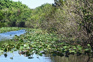 Everglades Park