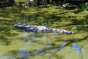 Alligator-16