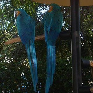 Blue Parrots