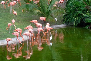 Flamingo Island-5