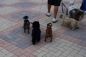 A Dog Walker