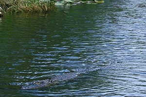 Alligator-2