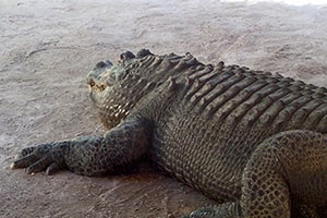 Alligator-3
