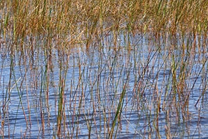 Everglades Park-6