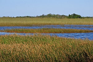 Everglades Park-7