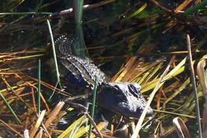 Alligator-4
