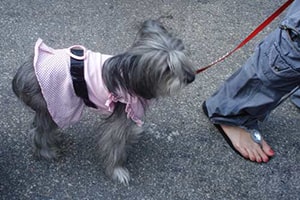 The Dog in a Pink Dress