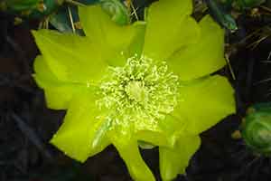 Cactus Flower