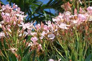 Pink Flowers